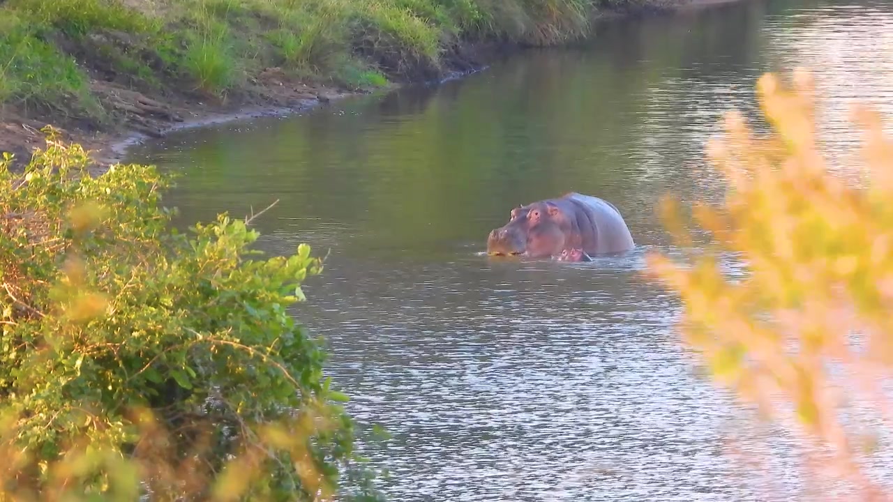 Hipopótamo solitario comiendo en un entorno de río tranquilo en el Parque Nacional Kruger, Sudáfrica.