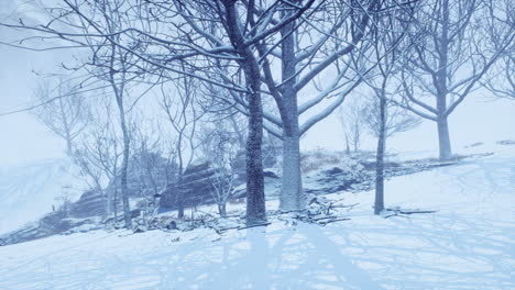 winter-deciduous-forest-on-a-foggy-morning