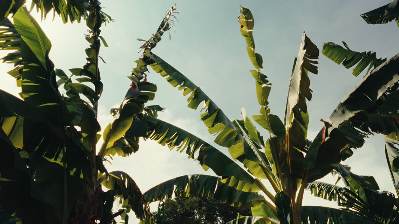 Banana Trees Under a Cloudy Sky
