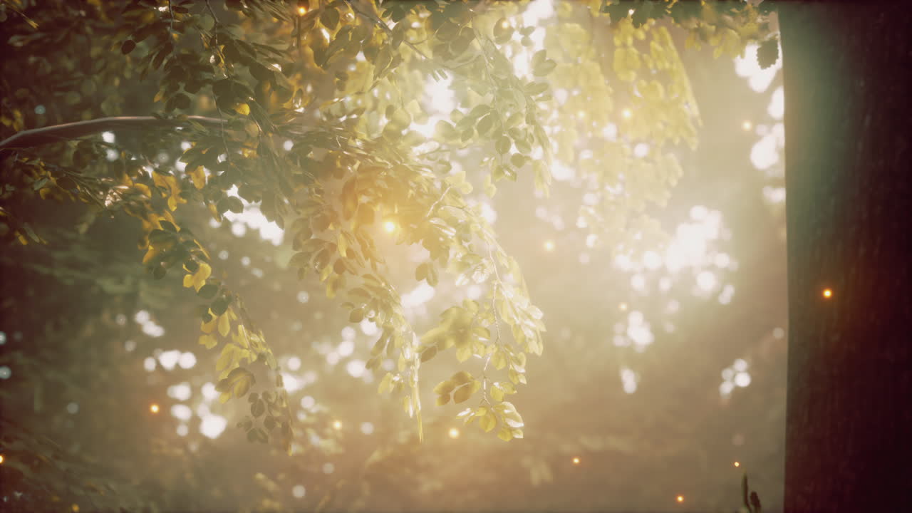 마법의 숲의 빛