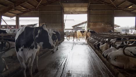 a cow on a farm in a stall