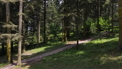 Vista-Aérea-Del-Bosque-Natural-Verde