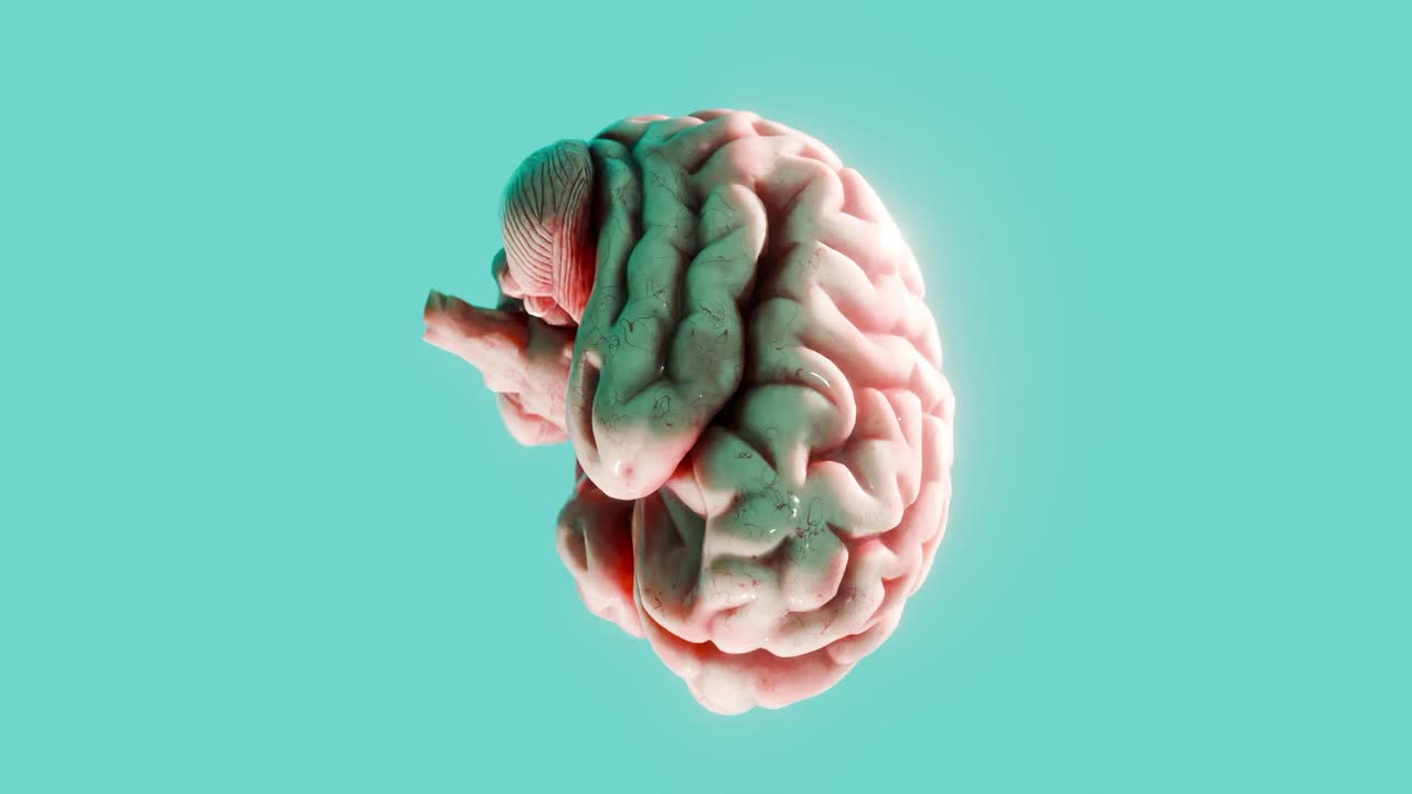 3D human brain isolated on blue background. Anatomical model illustration with soft lighting. Science, intelligence, and mental health concept. Design for poster, header, wallpaper, vertical