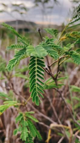 close-up of a green plant