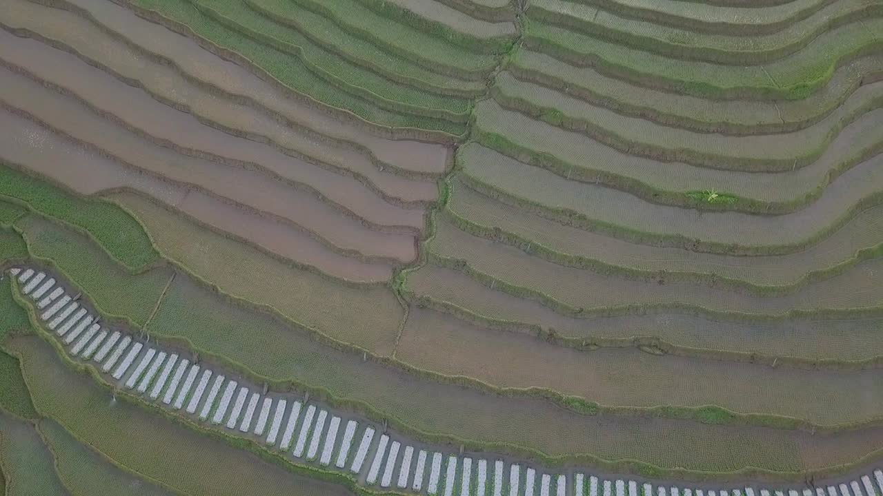 vista de pájaro drone tiro de campo de arroz en terrazas en indonesia