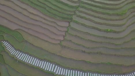 Tiro-De-Drone-Con-Vista-De-Pájaro-Del-Campo-De-Arroz-En-Terrazas-En-Indonesia