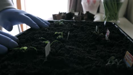 gardener hands laying on planted tray with plants sprouts