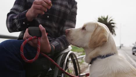 man in a wheelchair giving a treat to his dog