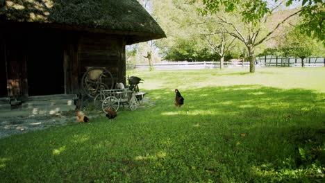 Two-chickens-and-one-rooster-on-a-green-meadow-looking-for-food