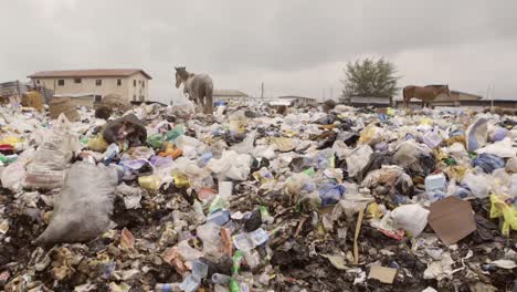 caballo en pila de basura nigeria 11