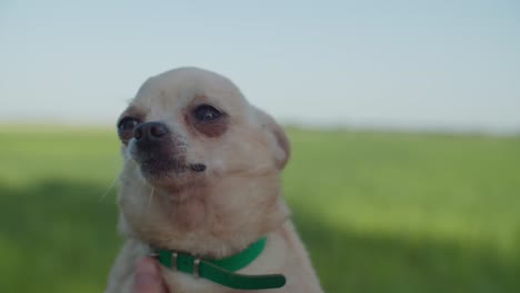 Pequeño-Perro-Chihuahua-Mirando-La-Cámara-Y-Cierra-Los-Ojos-Debido-Al-Viento