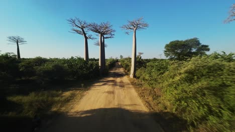 fast fpv drone flight over dusty road in the avenue of baobabs in morondava, madagascar on sunny day