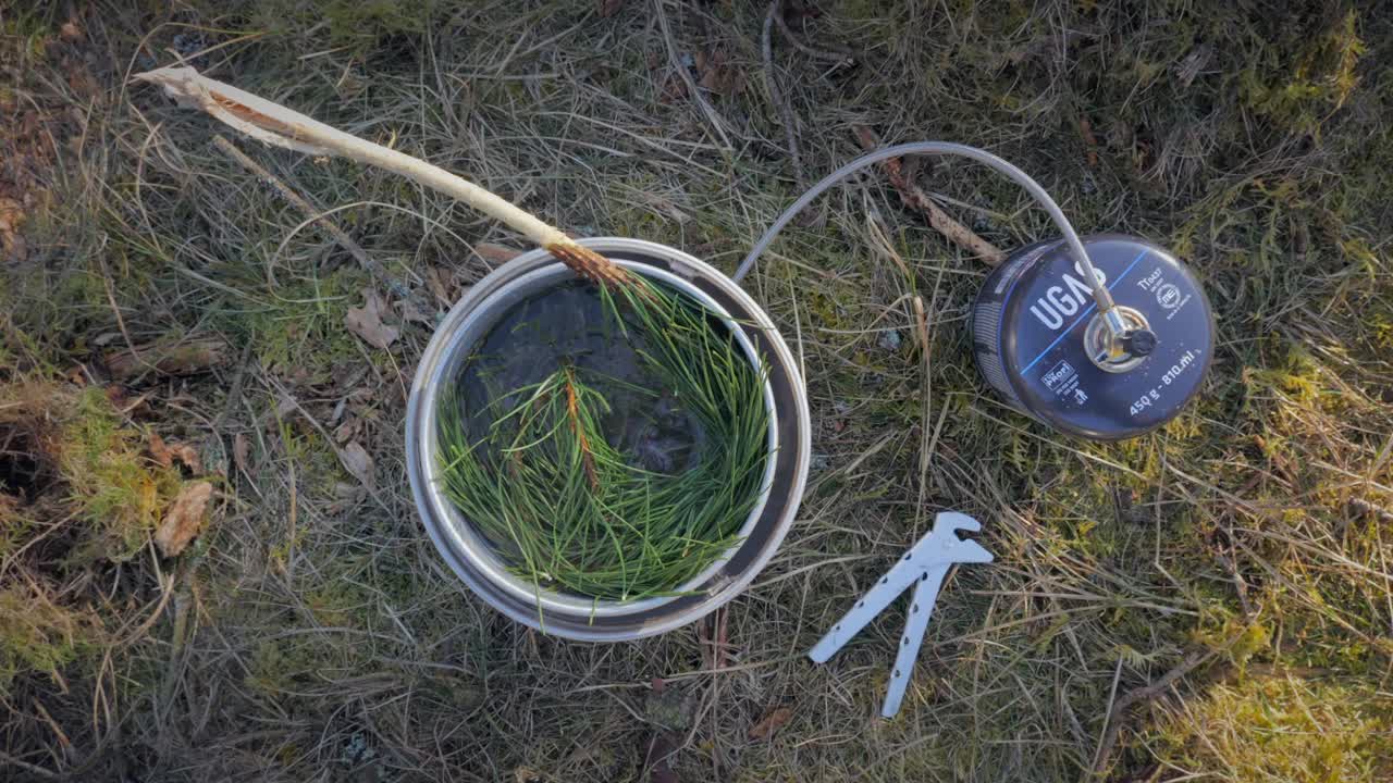 Preparing pine needle tea in nature while hiking, Handheld
