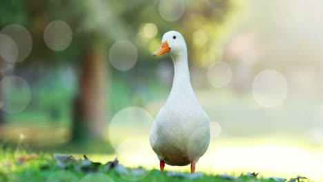 animation of light spots over goose in park