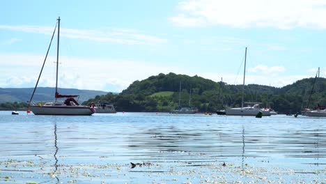 calmly rippling water with yellow leaves floating in the background, with several sailing yachts moored to orange and green buoys on a sunny day