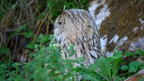 closeup 4k video of a male siberian eagle owl, a large bird of prey, sitting in the tall grass in the summertime with white, brown feathers and saturated orange eyes, looking around and hiding animal