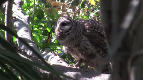 a barred owl calls out from a tree 1