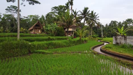 Balinese-farmer-lifestyle