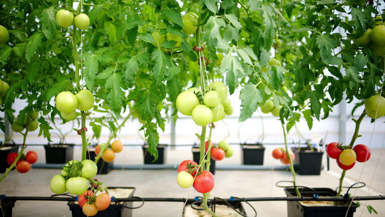 Close up of tomatoes growing in a greenhouse