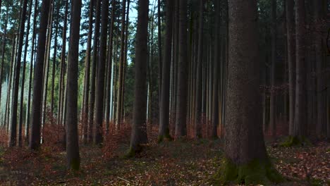 Beautiful-4K-UHD-DJI-drone-gimbal-shot-an-idyllic-forest-in-the-rural-area-of-Ebersberg-near-Munich-in-Bavaria,-Germany-at-winter-time