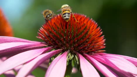 abejas silvestres recogiendo polen de echinacea purpurea equinácea púrpura - macro