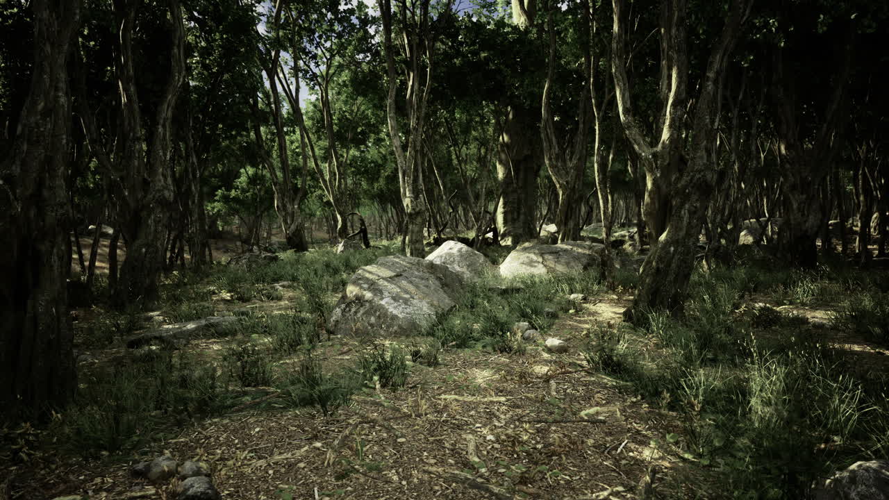 Mysterious forest landscape with greenery and large rocks in calm setting