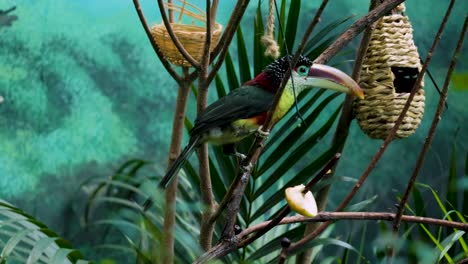 Porträt-Eines-Wunderschönen-Bunten-Tukans,-Der-Auf-Einem-Ast-In-Einem-Für-Den-Wald-Angelegten-Wald-In-Einem-Zoo-Sitzt