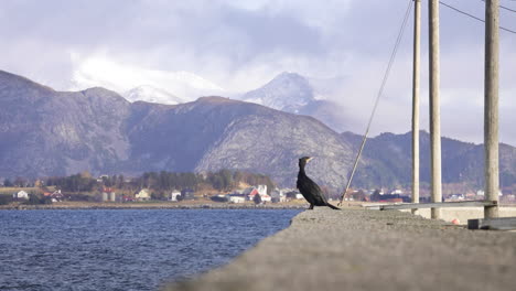 Kormoran-In-Einem-Hafen,-Der-Eine-Wunderschöne-Landschaft-Genießt-1