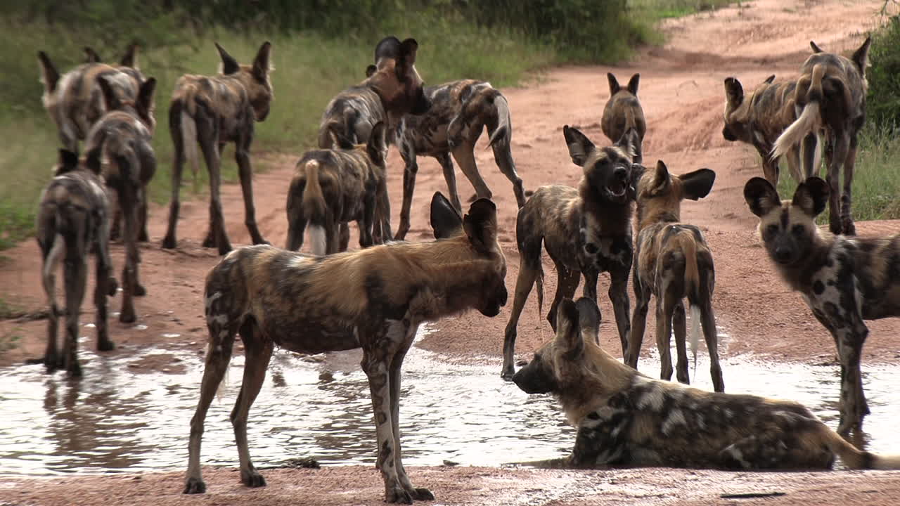 아프리카 야생 개 들 의 큰 무리 가 물 웅이 에서 냉각 하고 놀고 마시고 있다