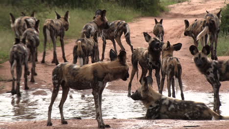 ein großes pack afrikanischer wildhunde in einer regenwasserpfütze, die sich abkühlen, spielen und trinken