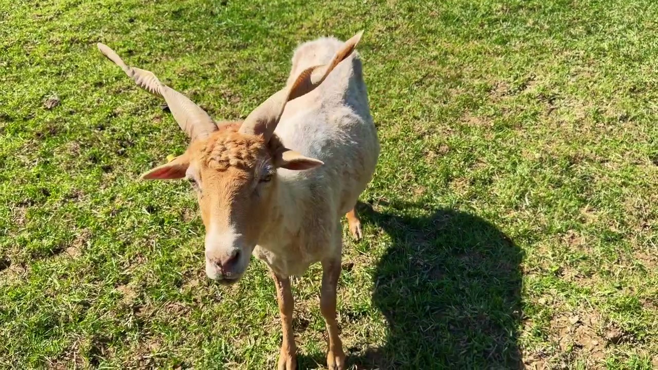 Mouton Racka, une race rare aux longues cornes en spirale, debout dans un pâturage verdoyant par une journée ensoleillée