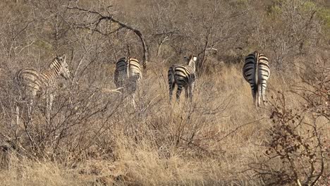 Close-up-shot-of-a-dazzle-of-zebras-walking-through-the-grassland-on-safari