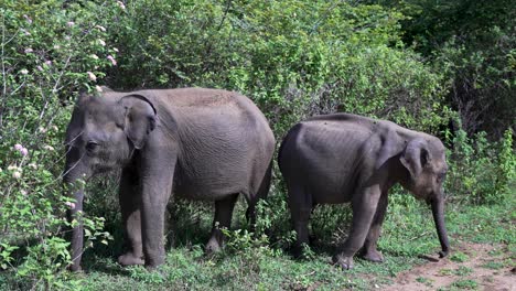 two young elephants are depicted in their wild habitat in sri lanka, grazing amidst lush greenery and plants. this serene image captures the essence of untouched nature and calm wildlife behavior.