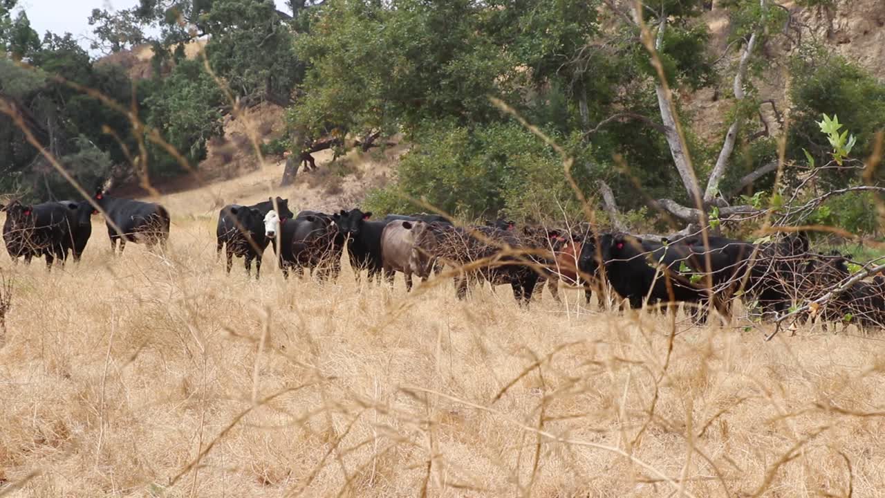 Mandria di bovini Black Angus che fissano mentre una pianta di senape secca si muove davanti all'obiettivo.