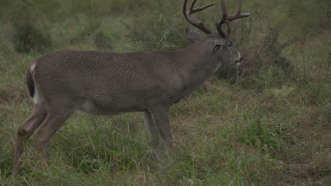 whitetail bucks in texas, usa