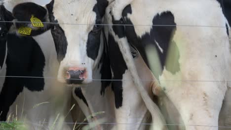 Close-up-of-multiple-cows-living-in-a-tight-space