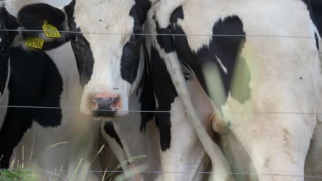 close up of multiple cows living in a tight space