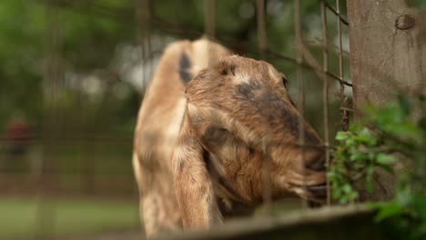 Closeup-shot-of-a-goat-in-slow-motion