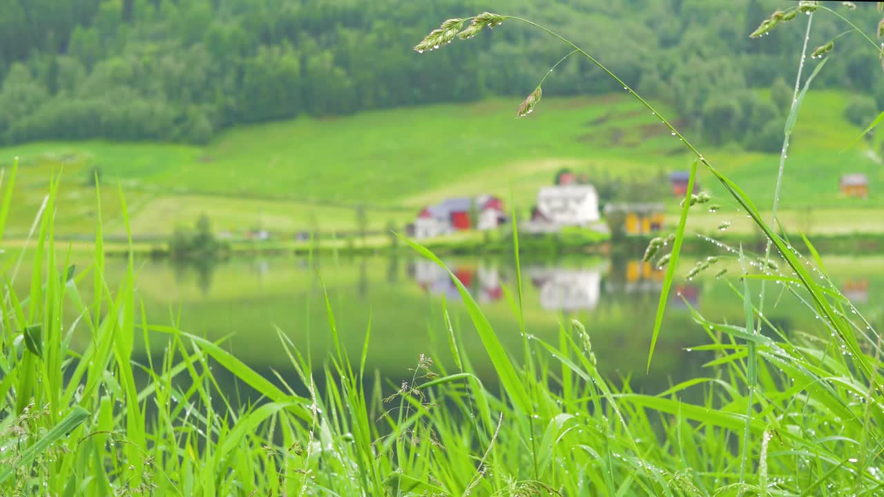 A close up of morning dew on the grass beside a fjord near Alesund, Norway. Filmed in spring whilst travelling Norway.