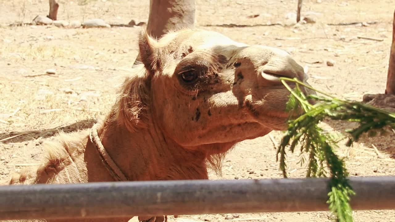 Camel in an outdoor enclosure