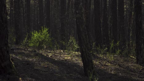 4K-ulex-europaeus-commonly-known-as-gorse-or-tojo-dancing-in-the-wind-in-the-middle-of-few-pine-trees