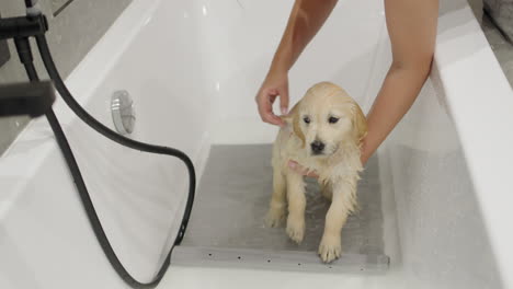 a woman is bathing a cute golden retriever puppy. first dog bath and pet care