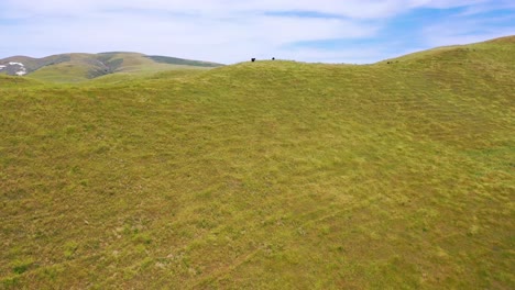 beautiful aerial over cows or cattle on a green ridge with wind blowing in central california 2