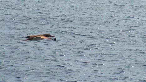 slow motion close up of a brown boobie bird flying over the ocean