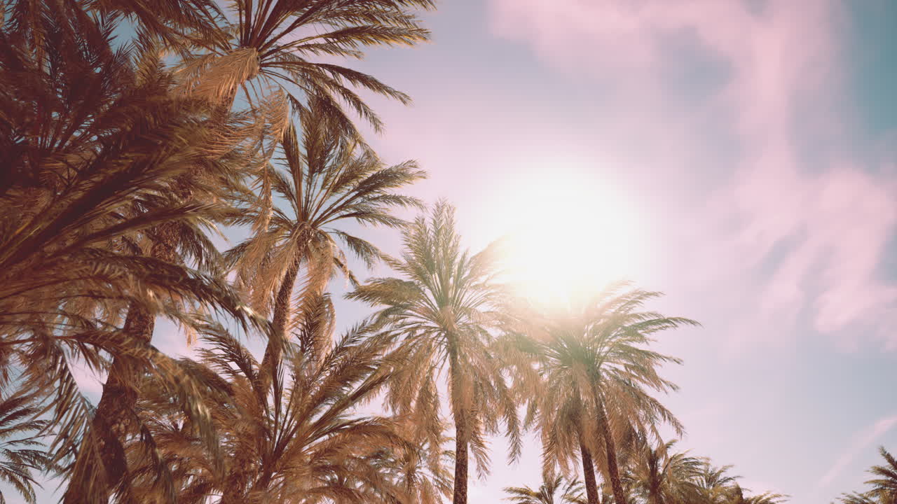 пальмы под драматическим закатом солнца