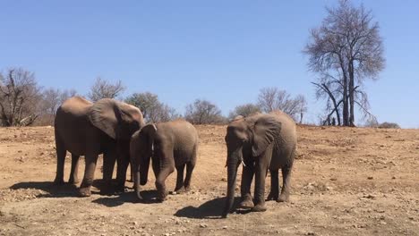 Afrikanische-Elefanten-Picken-Mit-Ihren-Rüsseln-Im-Trockenen-Boden-Herum,-Als-Seien-Sie-Scheu