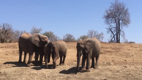 African-elephants-pick-at-the-dry-dirt-with-trunks-like-they're-shy