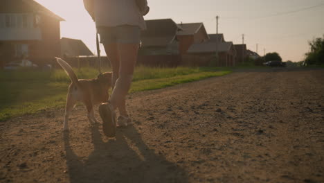 back view of woman walking dog on leash along dirt road at rural farmland, bright sunlight casting long shadows as dog sniffs ground, rural setting with houses, greenery, power lines, and parked car