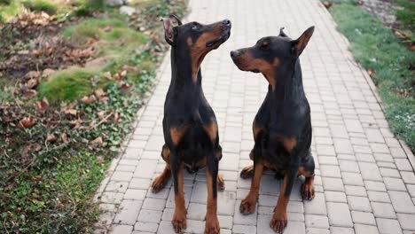 Portrait-of-two-pure-breed-Doberman-dogs-outdoors