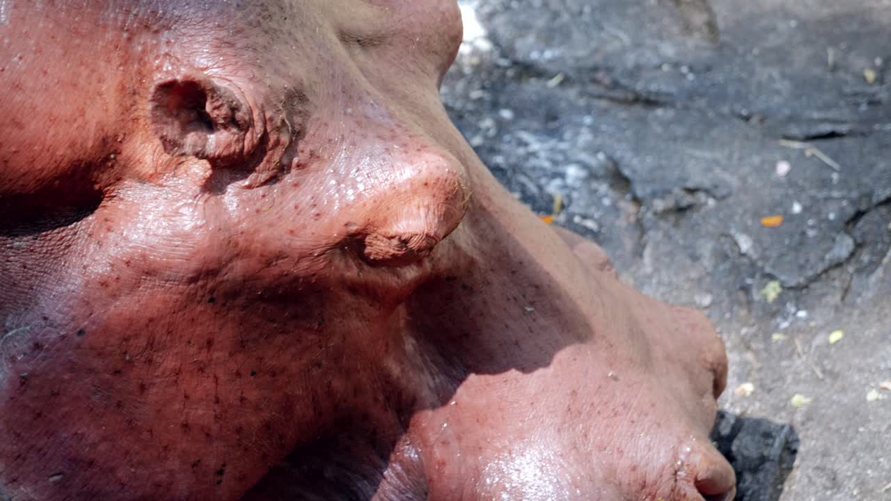 Close-Up of a Hippopotamus Eating and Drinking in a Pond in Captivity at the Chiang Mai Zoo in Chiang Mai, Thailand